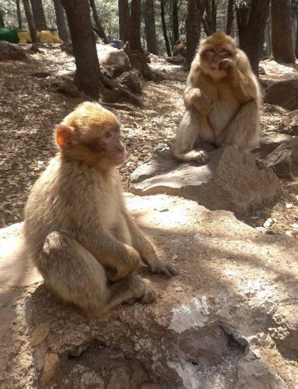 laeti-event-maroc-sejours-maroc-azrou-singes-1