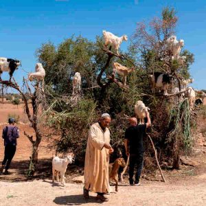 laeti-event-sejour-exclusivement-feminin-essaouira-juin-maroc-chevre-sur-arganier