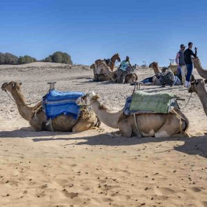 laeti-event-sejour-exclusivement-feminin-essaouira-juin-maroc-dromadaire-plage