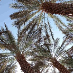 laeti-event-sejour-feminin-marrakech-printemps-maroc-palmier-anima-parc