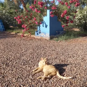 laeti-event-sejour-mars-désert-unique-bivouac-femme-atypique-jour-6-chat