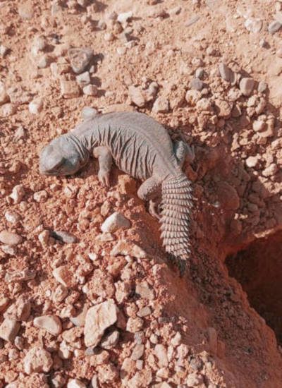 laeti-event-sejours-maroc-iguane