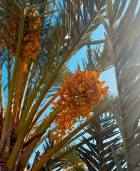 laeti-event-sejours-maroc-les-dattes